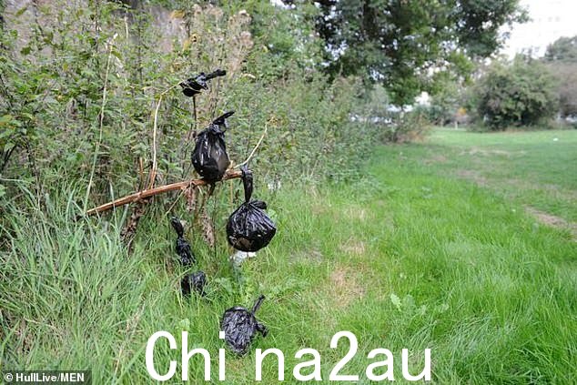 东约克郡赫尔的 Hessle 路沿线的树木和灌木丛中挂着狗便便袋
