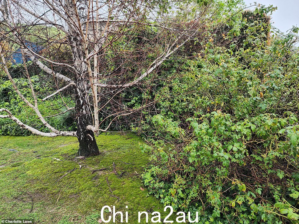 她说她“强烈”反对过度使用混凝土,因为它会“排放大量二氧化碳”。它占世界二氧化碳排放量的 8%'