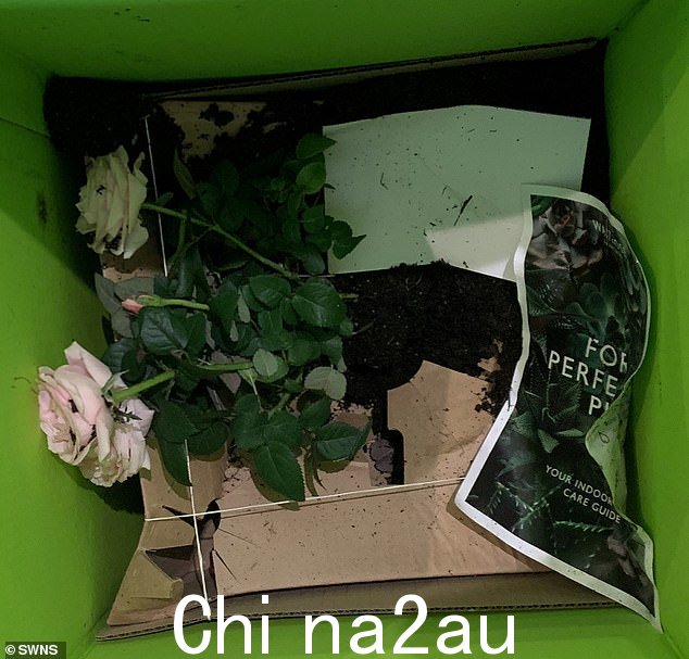 据说篮子是倒置的,植物当她打开盒子时被埋在堆肥中