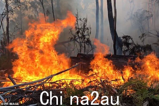 2020 年黑色夏季丛林大火导致栖息地的野生动物大规模迁徙,导致数百只笑翠鸟“入侵”Whirford 先生的农村财产