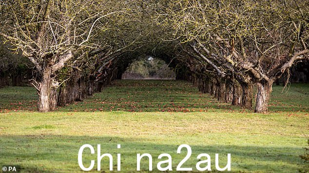 Coton Orchard,靠近剑桥,根据 Anna Gazeley 的说法,它是英国第八大传统果园