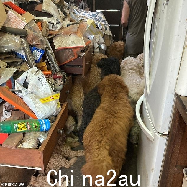 根据 RSPCA 的说法，一名 60 岁的男子在 39 只拉布拉多犬被发现肮脏，小狗藏在尿池中后被禁止养宠物 40 年（如图） 