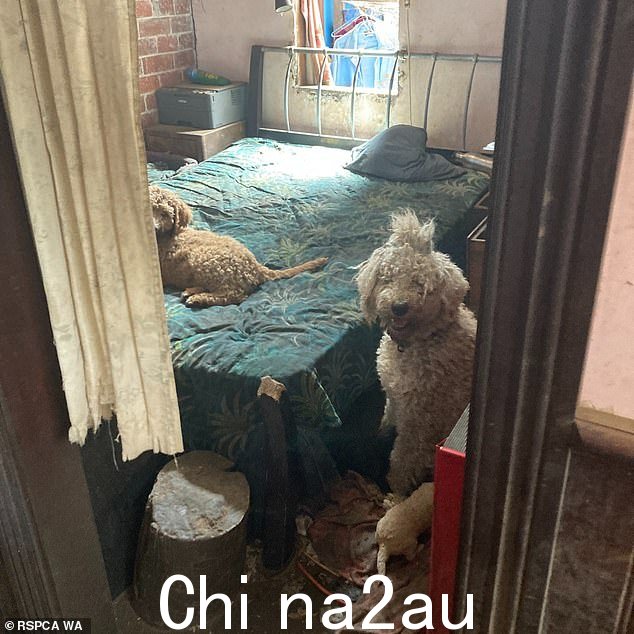 皇家防止虐待动物协会说有些动物昏昏欲睡并且没有反应，而一只狗被发现卡在床边。另一只狗从破损的污水管中喝死水