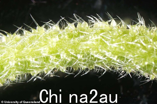 它将毒液直接注入皮肤并留下rson 长达九个月难以忍受的痛苦
