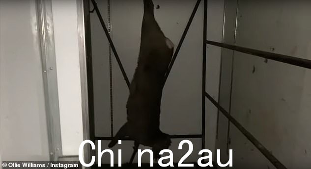 The kill: Ollie himself then hung up the dead venison up inside a giant fridge, before focusing in on the carcass