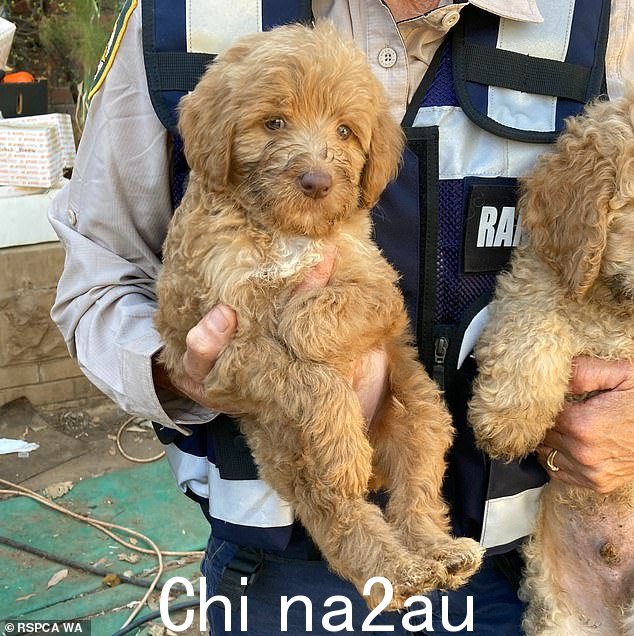 一名养狗人在强迫他的拉布拉多犬生活在可怕的生活条件下后被罚款 140,000 美元