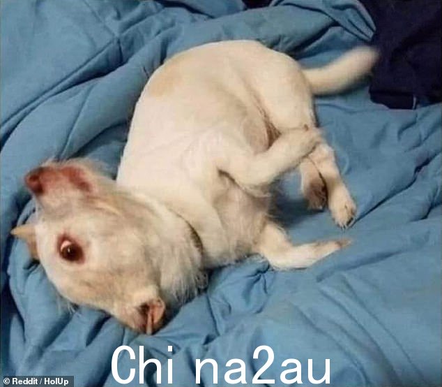 奇怪的视错觉在 Reddit 上疯传,网民感到困惑,许多用户说他们花了“很多秒”才弄清楚它是什么