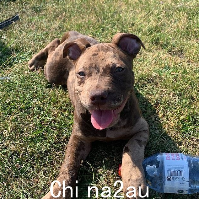 这只名叫 Coco 的美国恶霸犬(如图)留下多处受伤的马,现已被军官查获