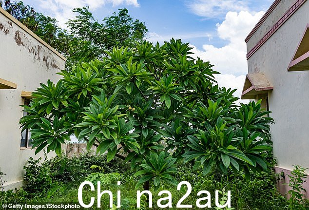 月桂叶是月桂树的叶子(如图),原产于地中海