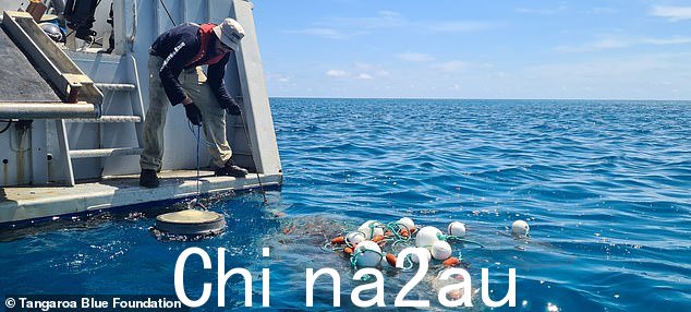 回声测深仪浮标是用来检测和利用鱼群吸引装置 (FAD) 来聚集它们下方的鱼群,但许多鱼群迷路了,只能漫无目的地漂浮