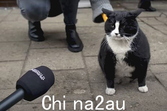 现在一位当地议员呼吁市长让 Gacek(如图)成为流浪猫的“大使”