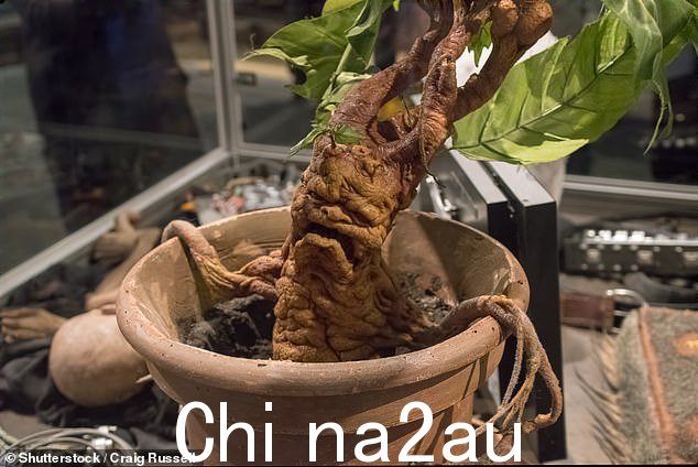 植物发出声音的想法可能会让人联想到哈利波特中的曼德拉草