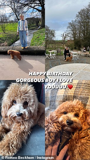可爱:'生日快乐漂亮的男孩,我爱 YOUUUU',他在狗散步时拍摄的照片拼贴画旁边写道