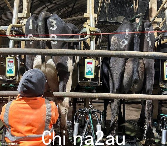 Hare 先生的第一份工作是在靠近维多利亚州和新南威尔士州边界的 Cobram 的一家奶牛场工作