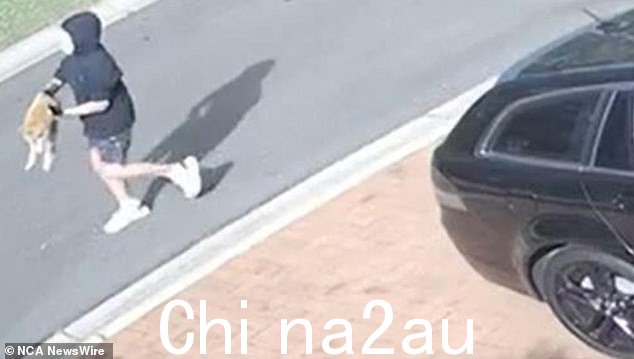 视频显示两个人带着附近的猫逃跑,据称他们随后折磨并杀死了这只猫,并将它扔进了池塘