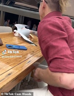 一见钟情的 Cam Woods 发布了一段他在热门户外酒吧捕捉并抓住海鸥的奇怪视频,从而首次亮相 TikTok