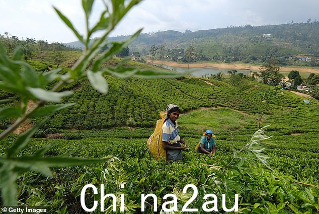 工人们在 Dickoya 的 Dilmah 茶园手工采摘茶叶,靠近斯里兰卡中部省份哈顿