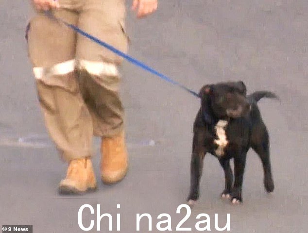 这两只狗都没有登记,已被洛根市议会带走,并将于今天被放下