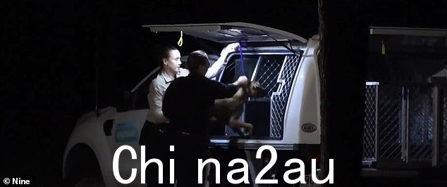 图:其中一只狗被当局扣押并带走