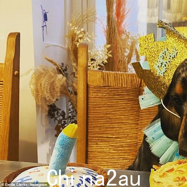 生日快乐!这位 35 岁的女演员烤了她的腊肠犬 Ted,这是一个非常美味的蛋糕来庆祝他的两岁生日