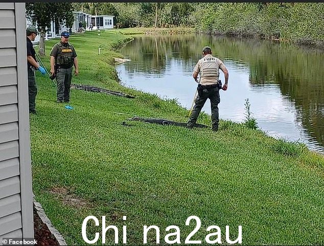 周五下午,三名佛罗里达州警官在布里瓦德县的 Great Outdoors Nature, RV and Golf Resort 被枪杀的两只鳄鱼被拍到。其中一只鳄鱼咬断了男子的右手左边是男人的脚从嘴里伸出来