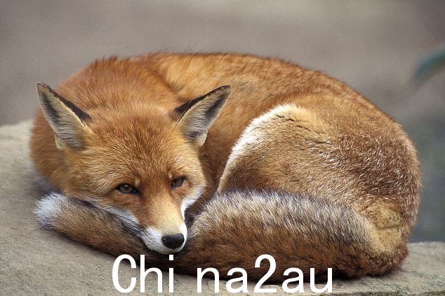 银狐是北美红狐的亚种(如图),尾巴浓密