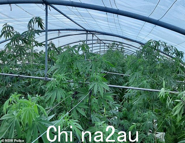 警方周五在道格拉斯公园的一处房产查获了价值 575 万美元的大麻