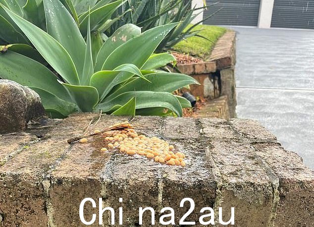 一位邻居说她听说英国的小偷会把芸豆放在门口台阶上,看看哪些人家会清理它们