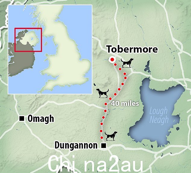 Charity Lost Paws Northern Ireland 声称这只狗的“本能”指引他回家,它在没有人类帮助的情况下在夜间穿过树林和主要道路进行了 40 英里的旅程