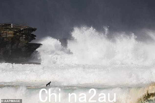 一个孤独而勇敢的冲浪者在邦迪不顾巨大的海浪(上图)划水