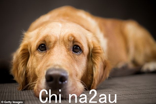 一位纽约兽医警告宠物主人不要让他们的狗进入浴室,因为它含有致命的化学物质(库存图片)