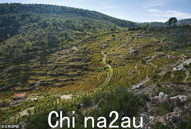 达尔马提亚中部的葡萄园以其美丽而闻名,出产该地区一些最好的葡萄酒