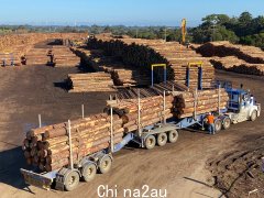 中国即日起恢复进口澳大利亚原木（视频/图片）