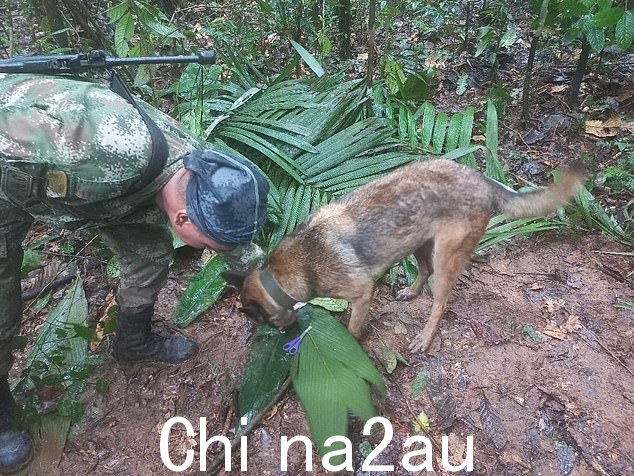 100 多名士兵带着嗅探犬穿过哥伦比亚南部的丛林寻找失踪的孩子——11 个月、4 岁、9 岁和 13 岁