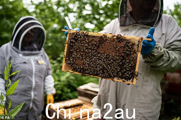 在别处,白金汉宫的养蜂人一直在努力工作k