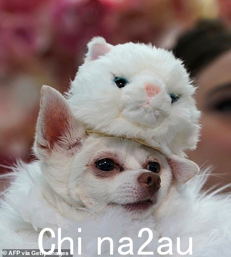 '这花了两周时间,'他告诉纽约邮报 Kimba 佩戴的设计(见上图)