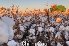 澳洲棉花收成或创纪录(图)