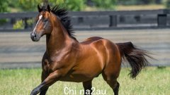 赛车提示：Eagle Farm 的所有选秀权作为第一组赛车回归昆士兰德比和金斯福德史密斯杯