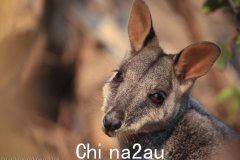澳大利亚“袋鼠方舟”育种计划扩大（图）