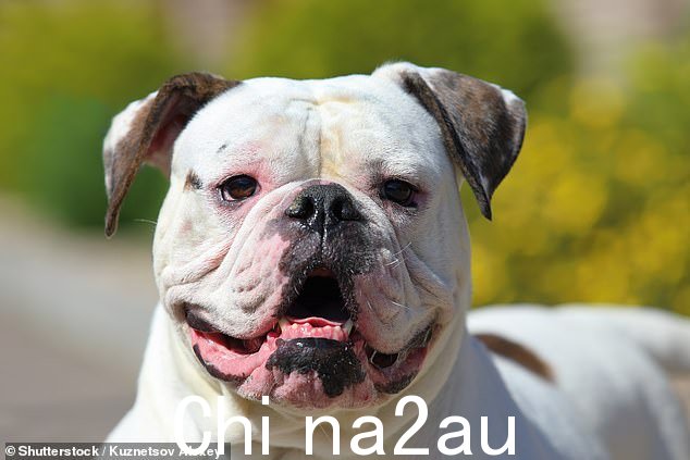 赫尔辛基大学的研究人员发现斗犬是最具攻击性的,这并不令人意外。这一组包括美国斗牛犬(如图)、美国比特斗牛犬和美国斯塔福德郡梗犬