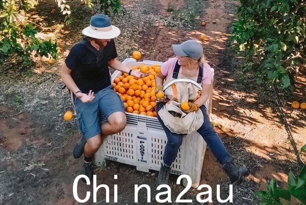 柑橘园中的背包客。