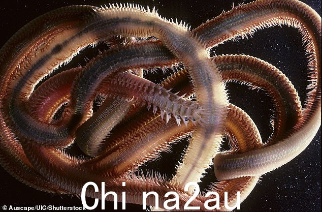 海滩蠕虫是原生的到澳大利亚东部和东南部海岸，发现于低水位的沙滩上
