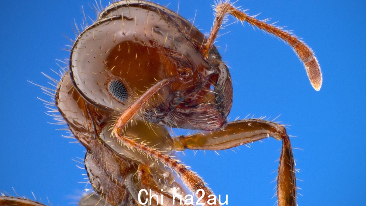 进口红火蚁正在昆士兰东南部蔓延。图片：Alex Wild / University of Texas
