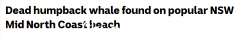 15吨鲸鱼尸体被冲上岸 新州热门海滩关闭 当局呼吁民众避开该地区（图）