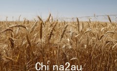 澳大利亚估计今年厄尔尼诺现象发生概率为70%，或拖累小麦减产30%（图）