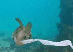 澳洲潜水员亲眼目睹梦幻“河豚丝带舞”，专家揭秘超邪恶真相（视频/图）