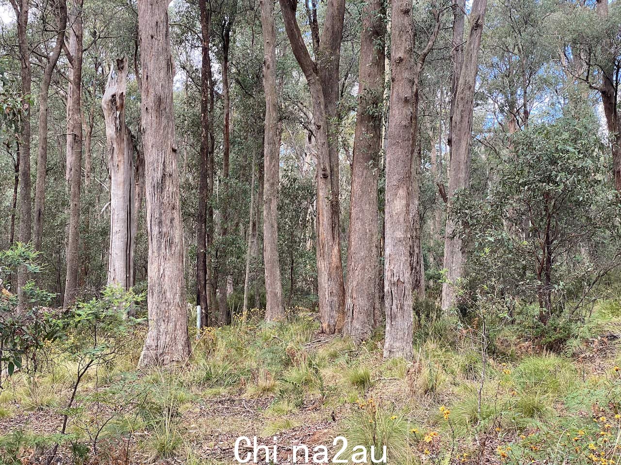 以高大树木为特色的澳大利亚原生灌木丛
