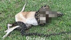 澳洲男子牵狗遛狗，亲眼目睹“勇敢的袋鼠大战蟒蛇”，结局出人意料又令人心寒（组图）