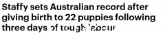 直冲世界纪录！澳洲服务犬25小时后产下22只小狗，狗父身份成谜（视频/照片）