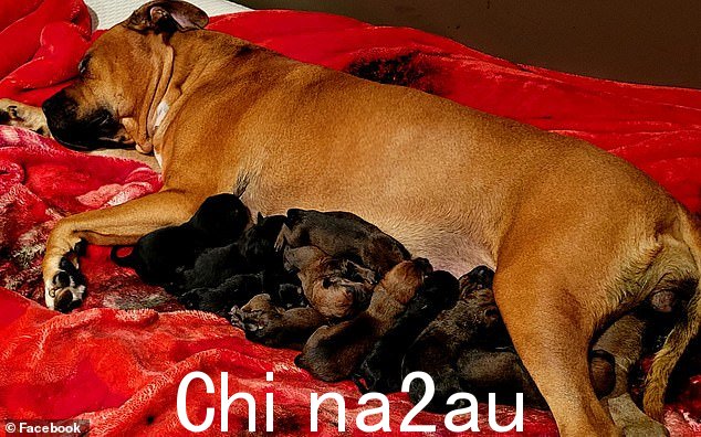 Perth staffy Honey(上图)打破了澳大利亚最大幼犬窝的记录,周一和周二交付了 22 只幼犬
